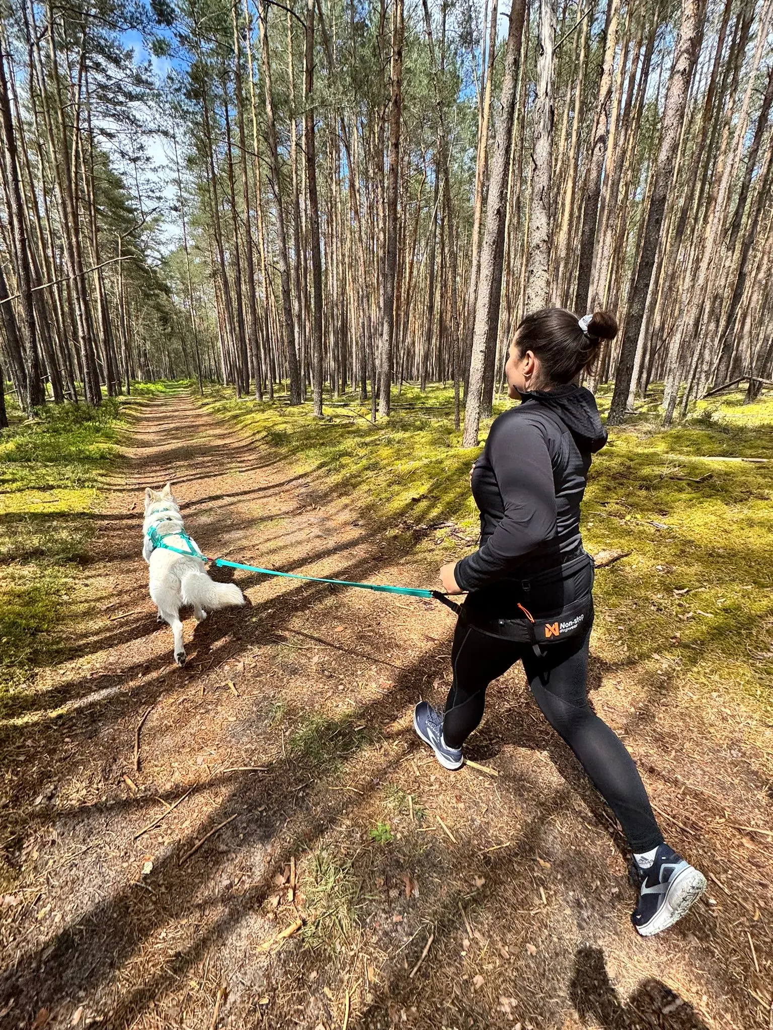 Hund schnüffelt und erkundet die Umgebung beim Dogwalking
