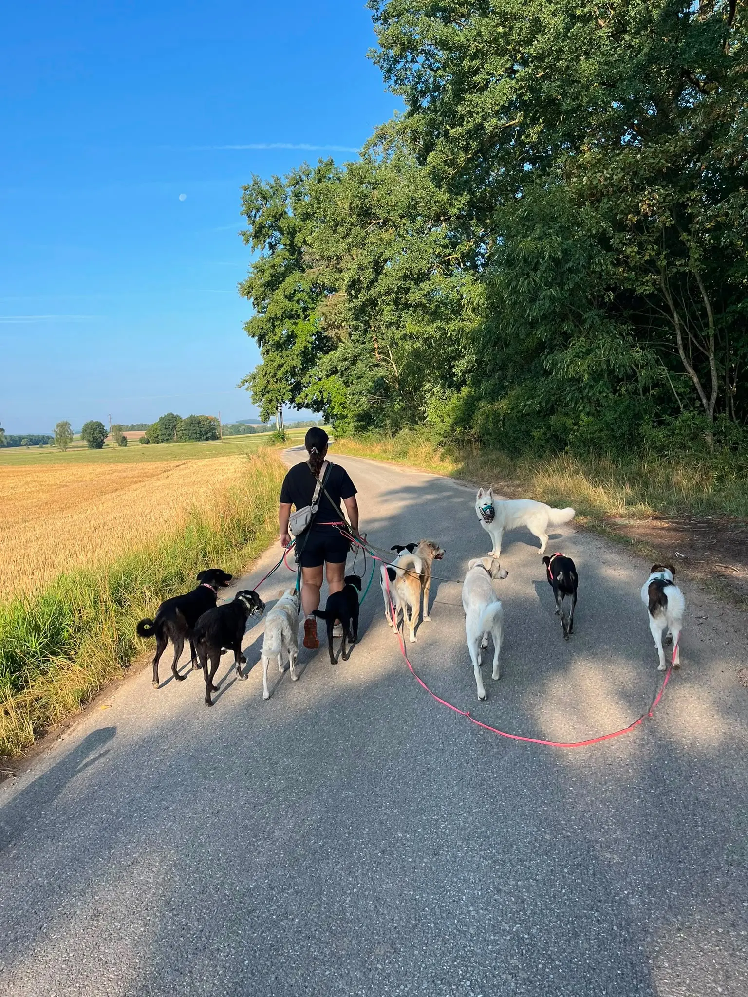 Fröhlicher Hund während der Tagesbetreuung bei DailyPaw