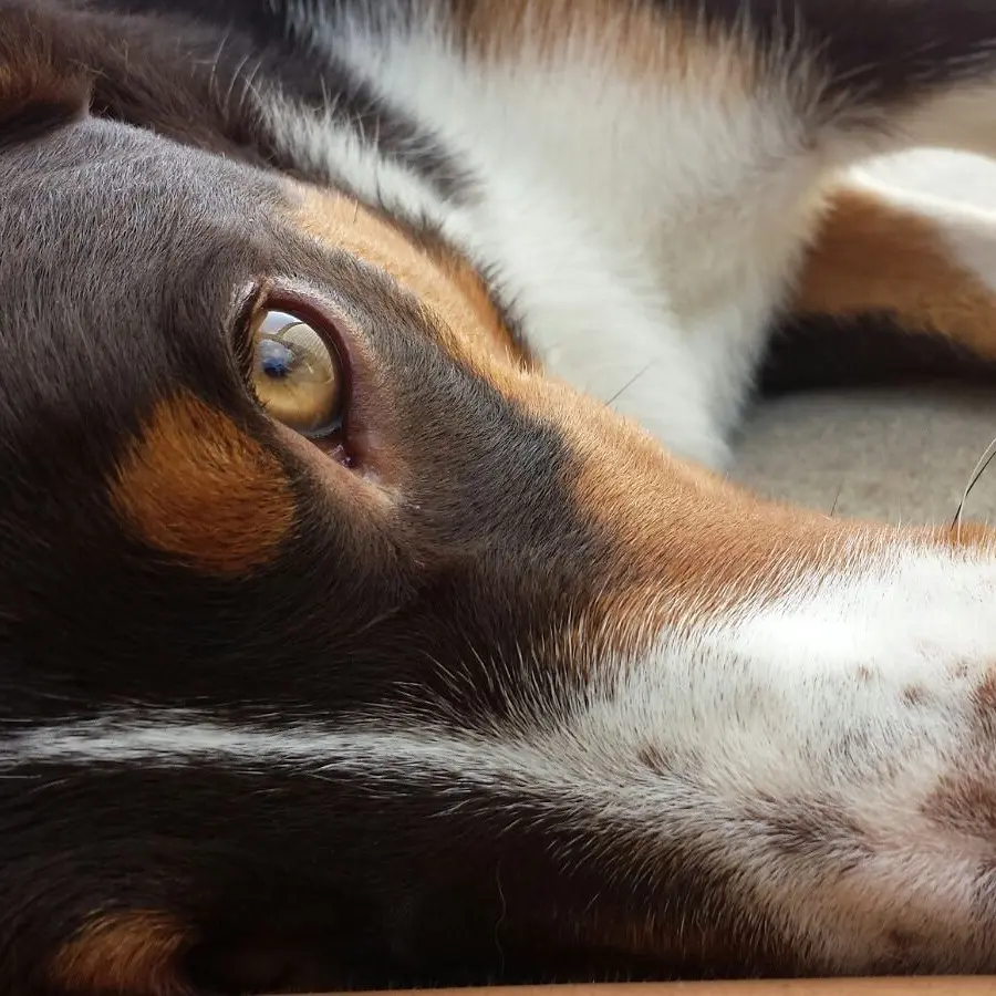 Hunde beim gemeinsamen Gassigehen in der Gruppe