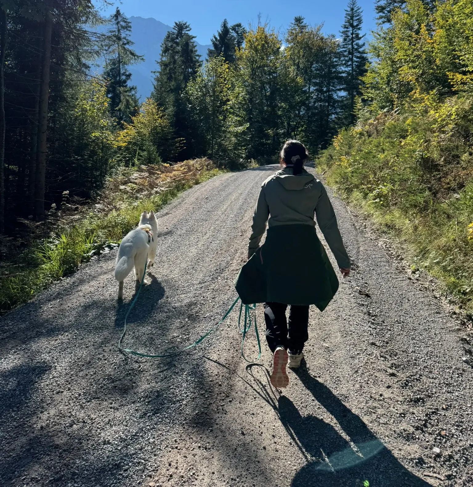 Hund entspannt in der Natur beim Dogwalking mit DailyPaw